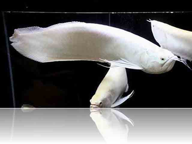 Cá Rồng Ngân Albino Giá Bao Nhiêu 1 con Giống, Mua ở đâu?