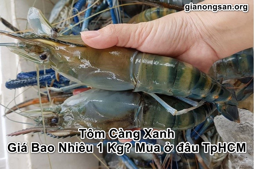 tom-cang-xanh-gia-bao-nhieu-1kg