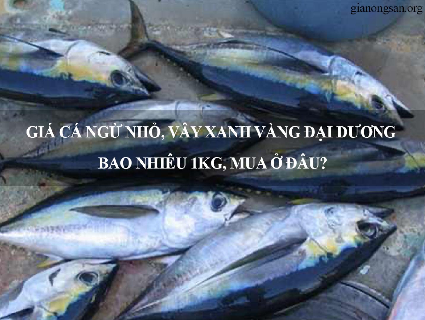 Giá cá ngừ nhỏ, vây xanh vàng đại dương bao nhiêu 1kg, Mua ở đâu?