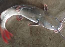 Giá cá Lăng đỏ, đen, đuôi vàng, sông bao nhiêu 1kg? Mua bán ở đâu rẻ?