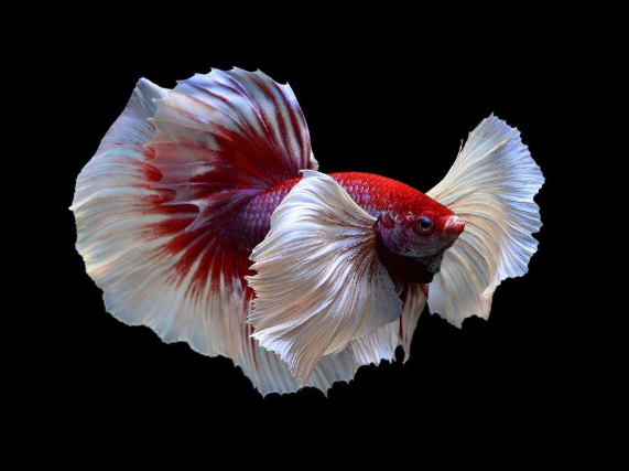 Ca-betta-Dumbo