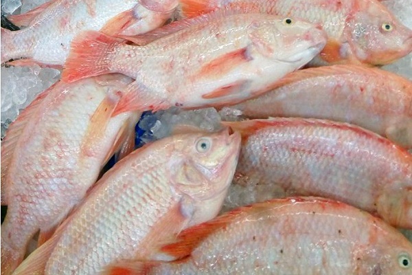 Giá cá diêu hồng tphcm