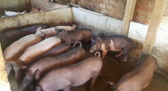 Giá lợn giống hôm nay 2022? Giá Lợn giống heo giống cp 3 miền bắc trung nam?