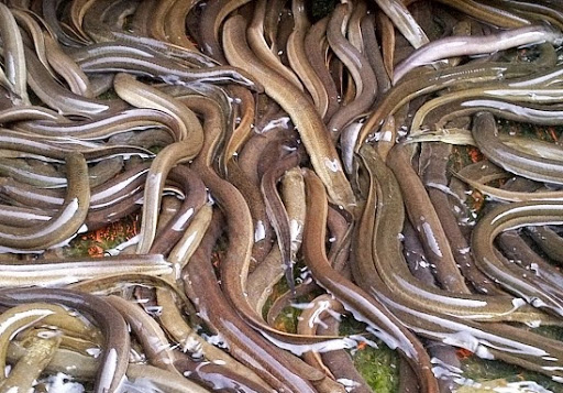 Giá thịt lươn bao nhiêu tiền 1kg hôm nay? Cập nhật giá lươn thịt mới nhất 2022 2