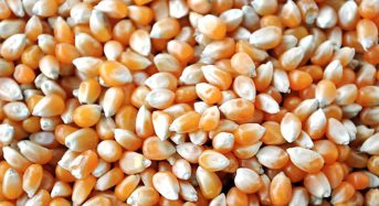 Giá ngô hạt làm thức ăn chăn nuôi hôm nay bao nhiêu? Mua ở đâu?