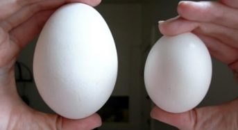 Giá trứng ngỗng hôm nay trên thị trường bao nhiêu? Mua sỉ ở đâu?