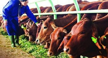 Top 5 Trang trại bò giống lớn nhất Việt Nam 2022