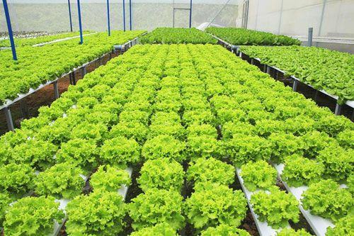 Nhật Bản triển khai dự án trồng rau hữu cơ tại miền Trung  VTVVN