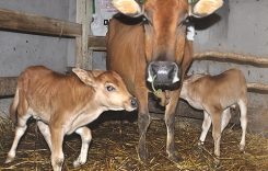 Top 4 Loại Giống bò sinh sản tốt nhất hiện nay 2022