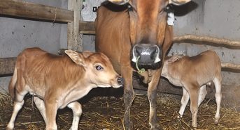 Top 4 Loại Giống bò sinh sản tốt nhất hiện nay 2023