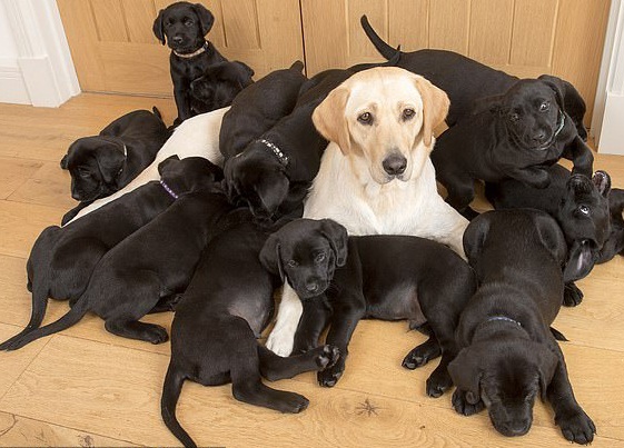 Trang trại thịt chó hữu cơ gây tranh cãi vì đăng ảnh thành phẩm bên  những chú cún dễ thương