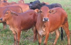 Giá 1 con bò giống lai sind hiện nay bao nhiêu tiền 2022? Mua ở đâu?