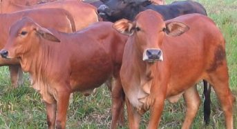 Giá 1 con bò giống lai sind hiện nay bao nhiêu tiền 2022? Mua ở đâu?