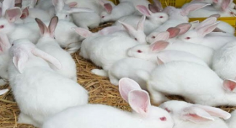 Mua thỏ Giống ở đâu tại Hà Nội, TpHCM tốt nhất, giá rẻ nhất 2022