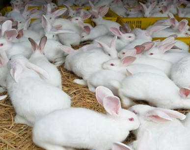 Mua thỏ Giống ở đâu tại Hà Nội, TpHCM tốt nhất, giá rẻ nhất 2022