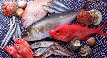 Top 10 Thức ăn cho cá La hán lên màu và đầu đẹp nhất