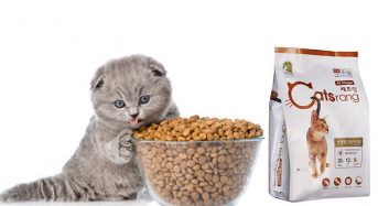 Top 7 Thức ăn cho mèo con giá rẻ, tốt nhất 2022