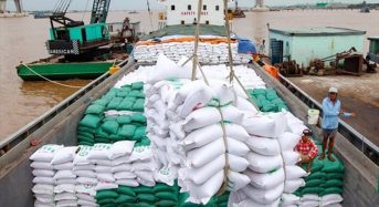 TOP công ty xuất khẩu gạo lớn nhất việt nam 2022