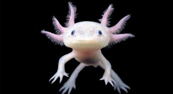 Cá axolotl Giá bao nhiêu hôm nay 2023, mua ở đâu?