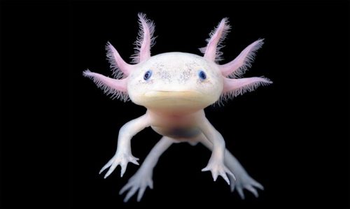 gia-ca-Axolotl