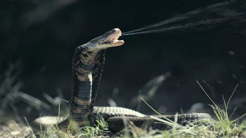 Các loài rắn hổ mang ở Việt Nam